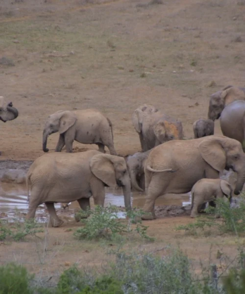 Addo-Elephant-park