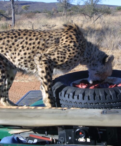 Cheetah on bonnet