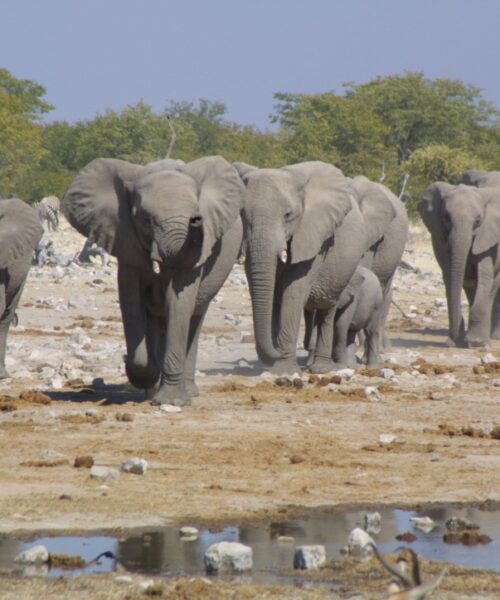 Elephants at Etosha