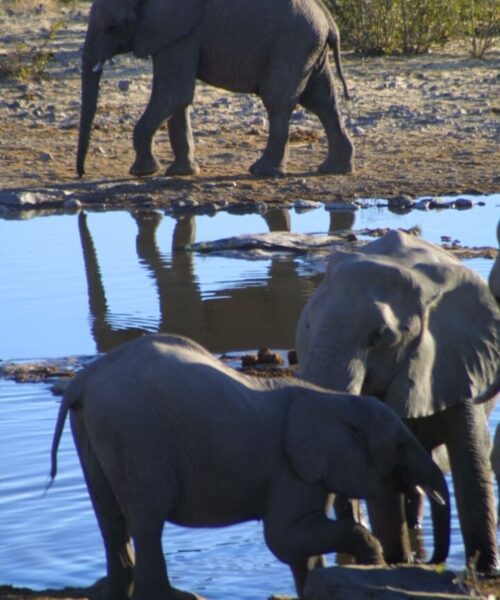 Elephants at Etosha 2