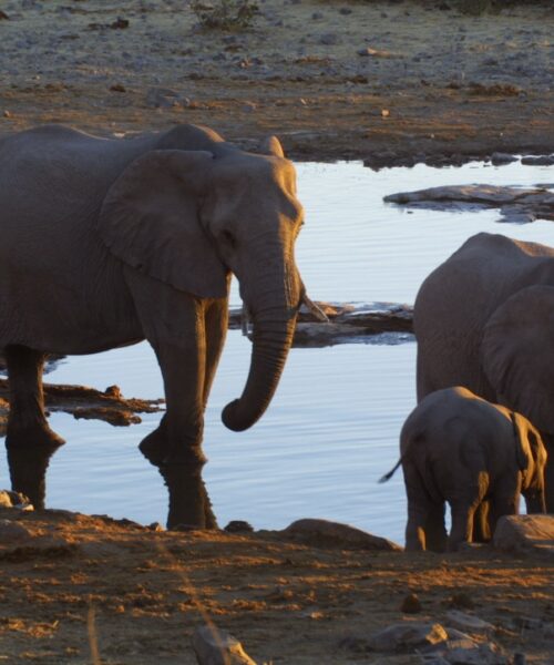 Elephants at Etosha 3