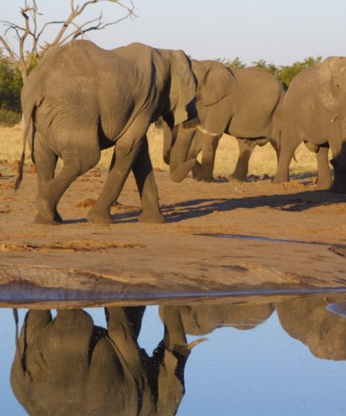 Elephants in Okavango