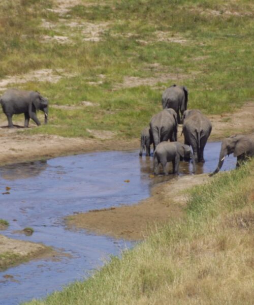 Elephants in Tarengeri