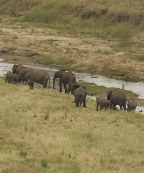Elephants on the Mara River