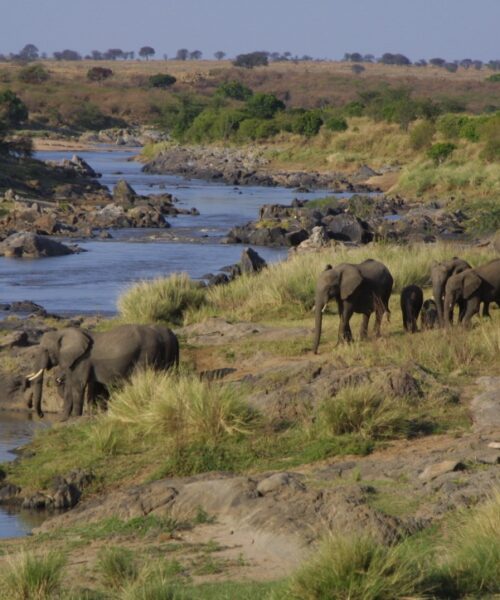 Elephants on the Sand River